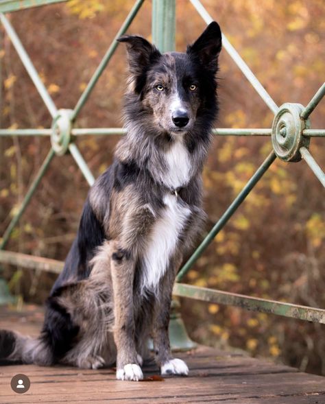 Mixed Dog Aesthetic, Dogs Reference Photography, Pretty Dogs Aesthetic, Rescue Dog Aesthetic, Collie Mix Dogs, Border Collie Photography, Unique Dogs, Mask Ideas, Border Collie Mix