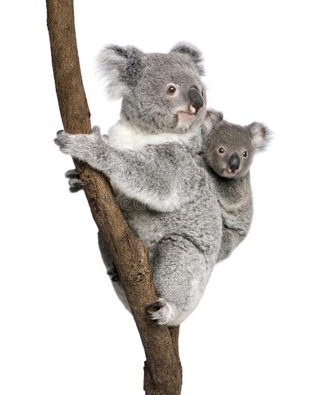 Koala bears climbing tree against white background. Koala bears climbing tree, 4 , #sponsored, #tree, #white, #climbing, #Koala, #bears #ad Koala Tattoo, Koala Illustration, Climbing A Tree, Funny Koala, Koala Bears, Wild Animals Photography, Baby Animal Drawings, Australia Animals, Baby Koala