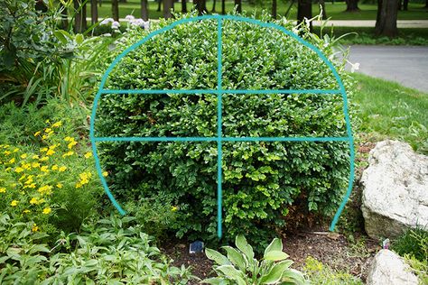 How To Trim Bushes, Boxwood Landscaping, Outdoor Topiary, Box Wood Shrub, Boxwood Garden, Topiary Garden, Formal Gardens, Garden Tips, Front Yard Landscaping Design