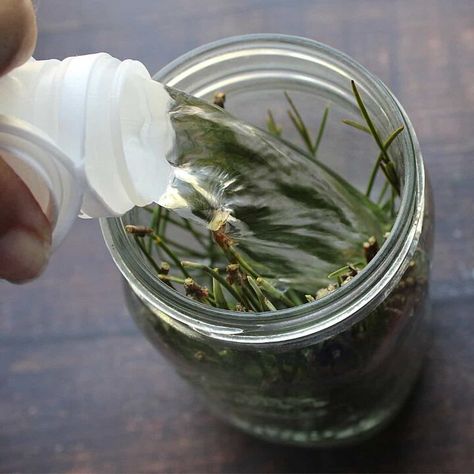 Pine Cleaner, Pine Needle Essential Oil, Kill Weeds Naturally, Homemade Bleach, Homemade Cleaners Recipes, Homeschool Activity, Baking Soda And Lemon, Pine Essential Oil, Natural Disinfectant