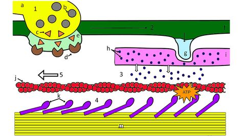 The Biology Corner Sliding Filament Theory, Biology Corner, Wedding Coloring Pages, Biology Resources, Biology Lessons, Resources For Teachers, Muscle Contraction, Coloring Pages To Print, Student Activities