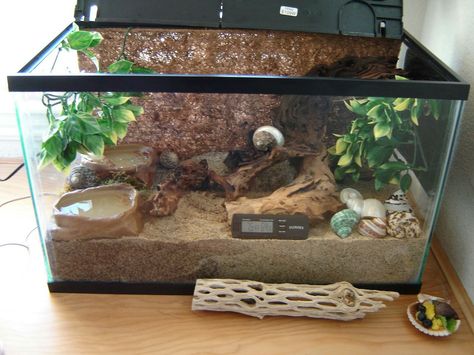 10 gallon ideas Hermit Crab Cage, Hermit Crab Homes, Crab Habitat, Hermit Crab Habitat, Crab Tank, Hermit Crab Tank, Classroom Pets, Class Pet, Diy Aquarium