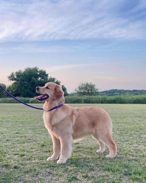 Cute Golden 🥰🥰 Follow us : @golden_retriever_75621 Credit : Respective Owner Please Dm for credit or remove . . . . . . . . . . . #retriever #goldensofinstagram #goldenretrieverpuppy #goldenretrievers #goldens #goldenpuppy #gloriousgoldens #goldenretrieverlove #doglovers Female Golden Retriever, Golden Retriever Baby, Golden Puppy, Reference Pics, Great Pyrenees, Golden Retriever Puppy, Dogs Golden Retriever, Funny Animal Memes, Golden Retrievers