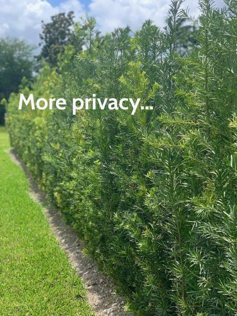 https://miami-plants.com/podocarpus-privacy-hedges/ Palm Tree Privacy Fence, Tropical Privacy Plants, Drought Tolerant Privacy Plants, Tall Plants For Front Of House, Florida Privacy Landscaping, Privacy Landscaping Southern California, Clusia Landscaping Ideas, Tall Grasses For Privacy Fence, Podocarpus Landscaping