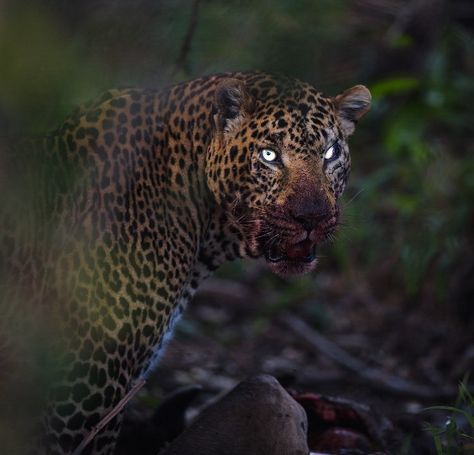 Predator Animal, Prey Animals, Wild Animals Photos, Amazing Animal Pictures, Wild Animals Pictures, Animal Study, Types Of Animals, Pretty Animals, The Leopard