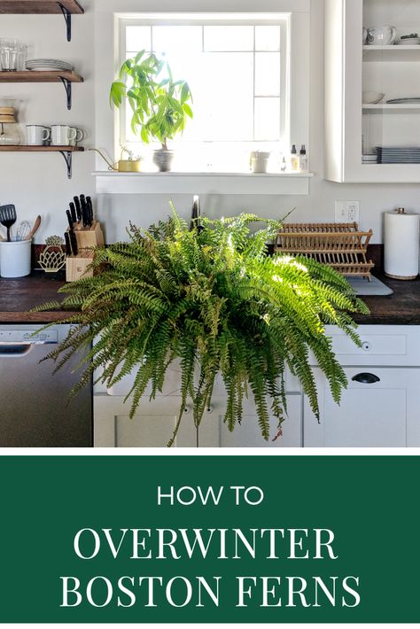 Planting Boston Ferns In The Ground, Ferns In Living Room, Fern Living Room, Saving Ferns Over Winter, Overwintering Boston Ferns, Ferns Indoors Living Rooms, Over Wintering Boston Ferns, Indoor Fern Decor, How To Overwinter Ferns