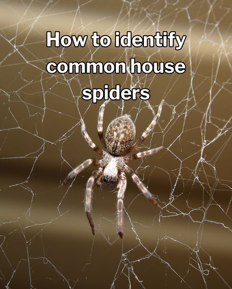 What spiders are living in your home? Visit our blog post to learn how to identify common house spiders!  #spiders #housespiders #pestcontrol #spider Dangerous Spiders, House Spider, Grey House, Grey Houses, The Grey, Pest Control, Spiders, Blog Post, Blog Posts