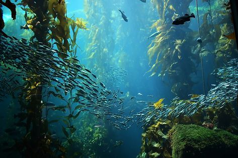 Kelp Forest - WorldAtlas Forest Ecosystem, Kelp Forest, Heat Waves, Ocean Creatures, Underwater Photography, Underwater World, Ocean Life, Pretty Places, Fantasy Landscape