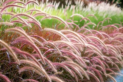 Pennisetum setaceum 'Rubrum' (Purple Fountain Grass) Red Fountain Grass, Pennisetum Alopecuroides Hameln, Pennisetum Setaceum, Prairie Planting, Perennial Grasses, Fountain Grass, Asian Garden, Grasses Landscaping, Coastal Gardens