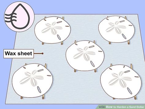 How to Harden a Sand Dollar: 8 Steps (with Pictures) - wikiHow Pansy Shells Ideas, How To Make Sand, Boys Activities, Seashell Identification, Painted Sand Dollars, Sand Dollar Craft, Seashell Ideas, Sand Dollar Art, Sand Dollar Ornament