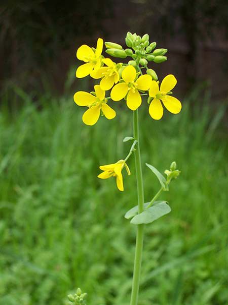 mustard flower Mustard Seed Flower, Mustard Seed Plant, Bible Flowers, Yellow Flower Photos, Mustard Plant, Yellow Mustard Seeds, Herb Garden In Kitchen, Mustard Flowers, Beautiful Leaves