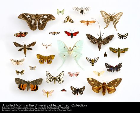 Assorted Moths (Lepidoptera) in the University of Texas Insect Collection. Public domain image; arrangement by Julia Suits; photograph by Alex Wild. Produced as part of the "Insects Unlocked" project at the University of Texas at Austin. Moth Collection, Beautiful Moths, Silk Moth, Spider Silk, Moth Wings, Insect Collection, Moth Art, University Of Texas At Austin, Reference Pics