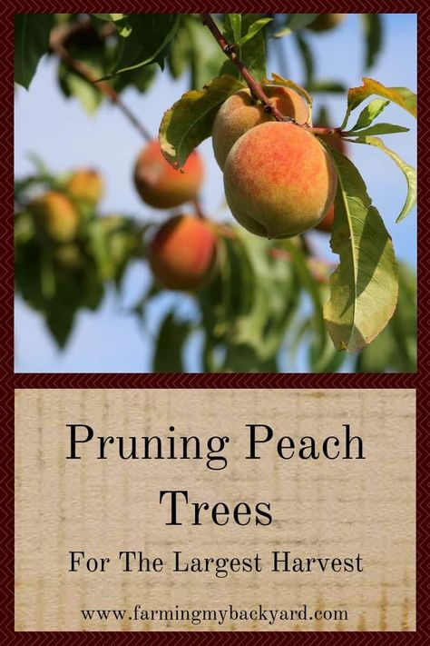 Prune Peach Tree, Pruning Peach Trees, Peach Tree Care, Growing Peach Trees, Pioneer Living, Suburban Homestead, Plantarea Legumelor, Small Holding, Fruit Fast