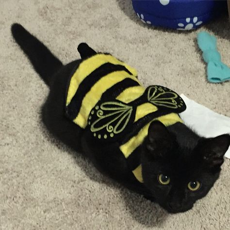 Cat In Bee Costume, Cat Pfp Halloween, Pfp Matching Halloween, Warrior Cats Halloween, Halloween Cats Wallpaper, Black Cat Halloween Costume, Cat Bee, Halloween Kitty, Beachy Art