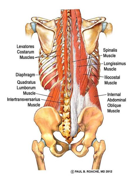 Yoga Anatomy Glues, Hamstrings, Adductors| Jason Crandell Vinyasa Yoga Method Paraspinal Muscles, Muscles Anatomy, Psoas Release, Human Muscle Anatomy, Bolesti Chrbta, Anatomy Physiology, Yoga Anatomy, Human Body Anatomy, Muscle Anatomy