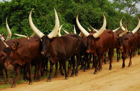 Page 18 The Ankole cattle have been known in other countries like of the African great lakes region such as Uganda, Ruanda, Burundi, Kenya, Tanzania and DRC Ankole Cattle, Ankole Watusi, Long Horns, Crazy Nature, Quotes Light, Crafts Animals, Aesthetic Forest, Animals Pictures, Photography Makeup