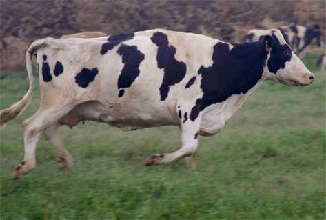 Cow Running, Cow Holstein, Mad Cow, Cow Liver, Running Photos, Happy Cow, Animal Reference, Dairy Farm, Pr Agency