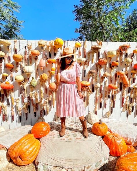 Live Oak Canyon Pumpkin Patch : SoCal's biggest pumpkin patch Pumpkin Patch Entrance, Pumpkin Patch Decoration, Pumpkin Patch Activities, Pumpkin Patch Business, Pumpkin Decor Ideas, Pumpkin Patch Ideas, Pumpkin Patch Kids, Zoo Games, Pumpkin Field