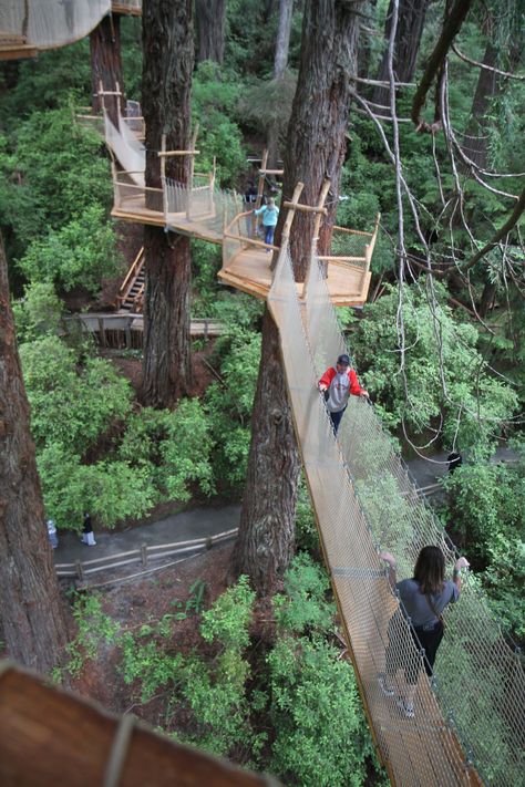 Trees Of Mystery, Forest Canopy, Tree House Designs, Redwood Tree, Jungle Adventure, Redwood Forest, Family Road Trips, Forest Park, Adventure Park