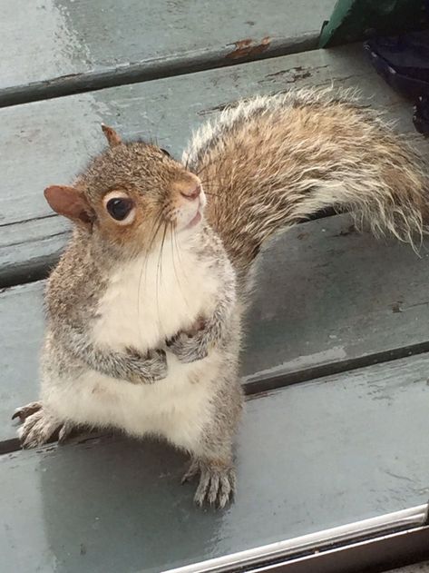 Squirrel Photos, Fat Squirrel, Squirrel Home, Fat Animals, Squirrel Pictures, Animal Babies, Squirrel Funny, A Squirrel, Cute Squirrel