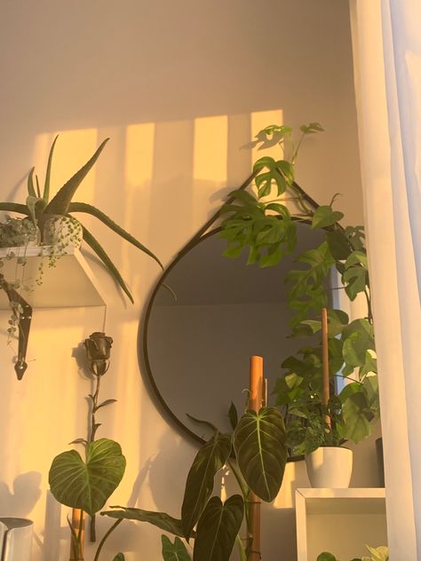 Monstera Minima, Plant Room Aesthetic, Philodendron Melanochrysum, Pearl Aesthetic, Alevel Art, String Of Pearls Plant, Aesthetic Plants, Mushroom Plant, Plant Room