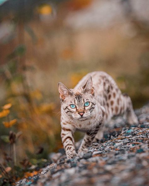 Bengal Cats on Instagram: “Snow Bengal from Norway 🇳🇴 📷 by @we.are.chilipepper ✨🏆✨” Most Popular Cat Breeds, Rare Cat Breeds, Popular Cat Breeds, Animal Names, Rare Cats, Bengal Cats, Gorgeous Cats, Beautiful Cat Breeds, Cat Pose