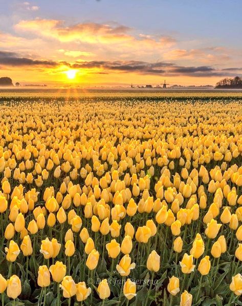 Danielle on Twitter: "Morning 🌄… " Tulip Fields Netherlands, Norway Nature, Dutch Tulip, Field Wallpaper, Tulip Fields, Nothing But Flowers, Yellow Tulips, Garden Pathway, Amazing Sunsets