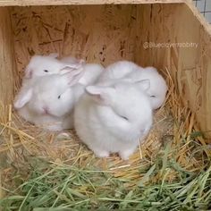 Cute Bunny Videos, Bunnies Videos, Baby Rabbits Cute, Rabbits Videos, Rabbit Video, Rabbit Videos, Bunny Video, Bunnies Cute, Baby Rabbits