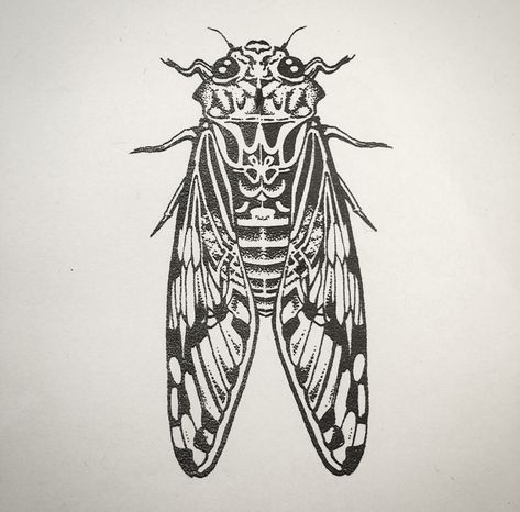 Vintage Animal Illustration Tattoo, Cicada Line Art, Cicada Tattoo, Linework Art, Bug Tattoo, Tattoo Outline Drawing, Pen Art Drawings, Tattoo Outline, Outline Drawings