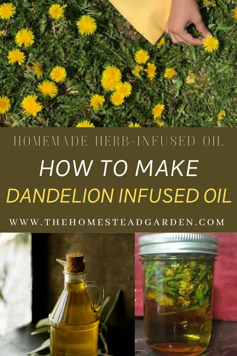 Learn How to Make Dandelion Infused Oil. This post will teach you various methods for making herbal infused oils and also give you a list of carrier oils you can use and also herbal resources. Dandelion Infused Oil How To Make, Levo Oil Infuser Recipes, Levo Recipes, Dandelion Infused Oil, Flower Infused Oil, Herbal Infused Oil, Oil Infuser, Infused Oil Recipes, Infusion Recipes