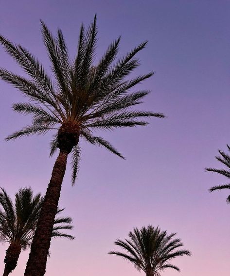 Palm Tree Aesthetic, Sunset Palm Trees, Tree Aesthetic, Sky Purple, Purple Beach, Los Angeles Travel, California Los Angeles, Aesthetic Sky, Photography Summer