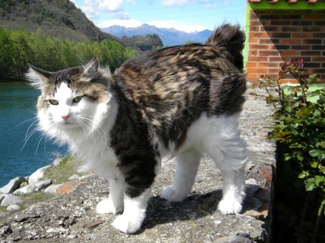 American Bobtail Cat  The American Bobtail Cat is an uncommon breed of domestic cat which was developed in the late 1960s. It is most notable for its stubby "bobbed" tail about one-third to one-half the length of a normal cat's tail.  #American #Bobtail #Cat #Breed #AmericanBobtail #BobtailCat #AmericanBobtailCat #AmericanCat Exotic Cat Breeds, American Bobtail Cat, Purebred Cats, Rare Cat Breeds, Manx Cat, American Bobtail, Bobtail Cat, Cat Anatomy, Rare Cats