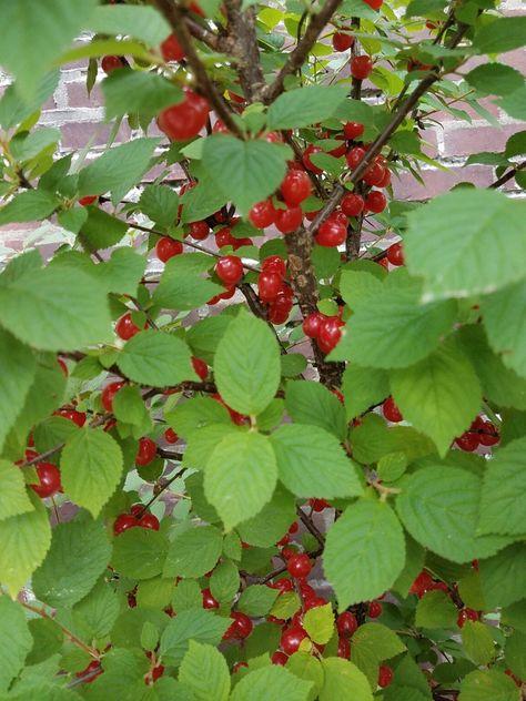 Plant Spotlight: Nanking Cherry – Philadelphia Orchard Project Nanking Cherry, Early Spring Flowers, Sour Fruit, Stone Fruits, Rooting Hormone, Pint Jars, Sour Cherry, Cherry Pie Filling, Cherry Pie