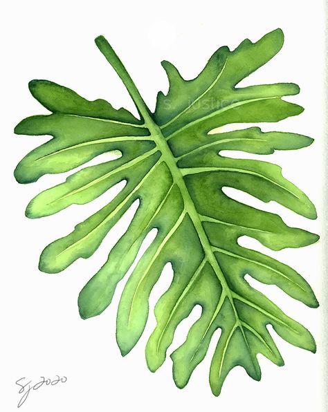 Split Leaf Philodendron Watercolor Painting by Sveva 2D Flowers/Plants Philodendron Tattoo Leaves, Split Leaf Philodendron, Philodendron Micans Art, Split Leaf Philodendron Drawing, Split Leaf Philodendron Propagation, Pink Princess Philodendron Painting, Botany Books, Leaf Drawing, Community Art