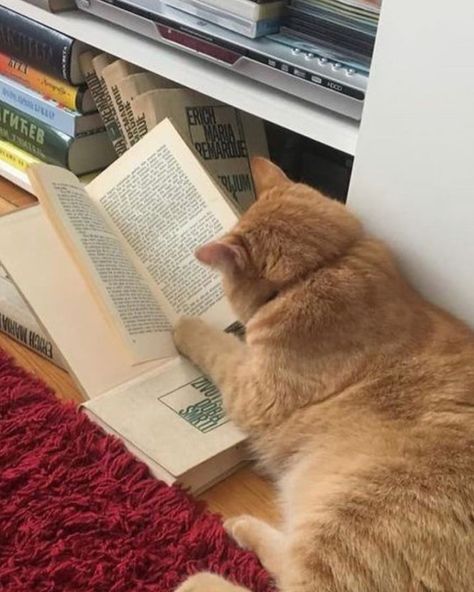 Everyday Schedule, A Cat, Reading