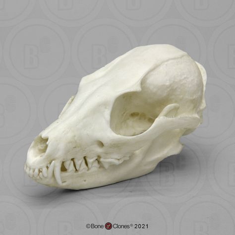 Gray Fox Skull Prenatal Development, Fox Skull, Skull Anatomy, Skull Reference, Goblin Art, Animal Skeletons, Witch Tattoo, Animal Skull, Vulture Culture