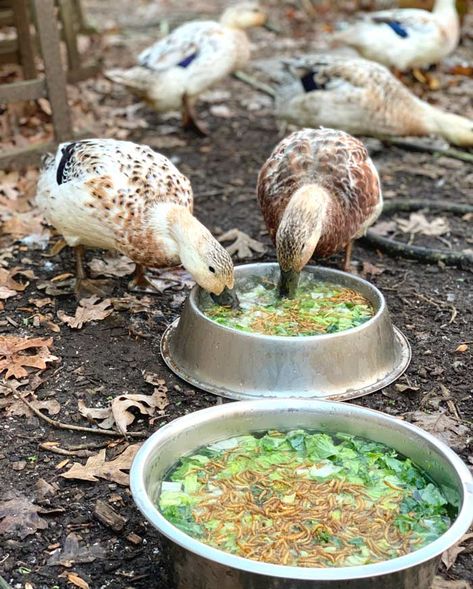 Diy Small Duck Pond, Diy Duck Feed Recipe, Indian Runner Duck Eggs, Diy Duck Coop Ideas, Duck House Ideas Diy, Muscovy Duck Coop, Duck Coop And Run, Homemade Duck Feed, Runner Duck Coop