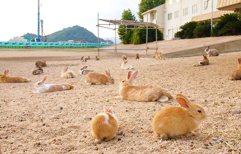 The Bunny Island: Exploring Ōkunoshima, Japan's Rabbit Paradise - Malorie's Adventures Bunny Island, Cat Cafes, Rabbit Island, About Japan, Castles In Ireland, Spooky Places, Mystery Of History, Ends Of The Earth, The Bunny