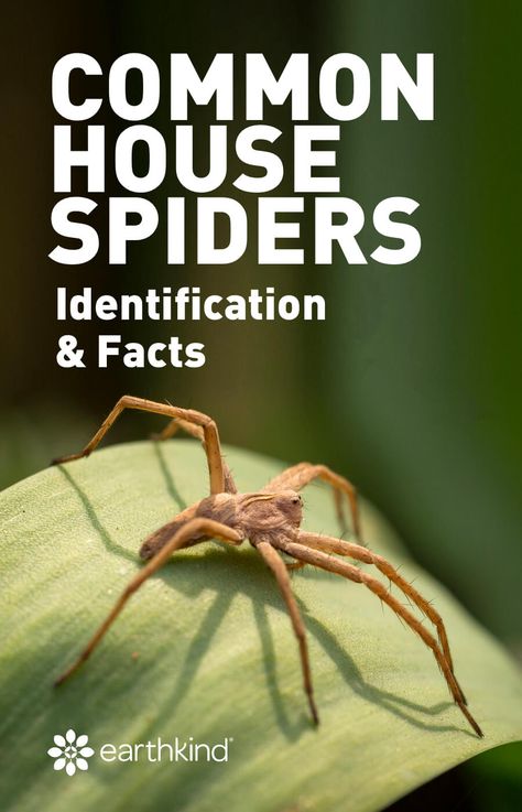 The more information we can gather about spiders, the less scary they seem. It’s beneficial to learn about the different types of spiders, spider identification and which are dangerous. You might be surprised to find out that they can even benefit us!  #spiders #pestcontrol #pests #kindness #house Spider Identification Chart, Moving Spider, Household Bugs, Spider Identification, Common Spiders, Spider Killer, Dangerous Spiders, Spider Control, Spiders Repellent