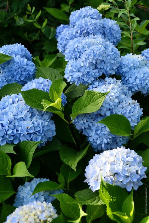 Endless Summer Hydrangeas | ©homeiswheretheboatis.net #hydrangeas #garden #flowers Pretty Flowers Pictures, Tattoo Plant, Blue Hydrangea Flowers, Summer Flowers Garden, Flower Identification, Hydrangea Garden, Nothing But Flowers, Flower Therapy, Beautiful Flowers Pictures