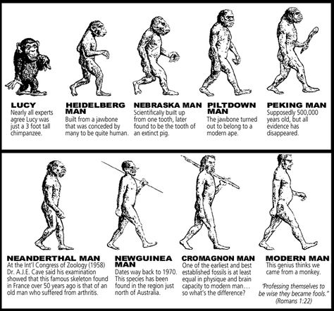 A chart of all the evolutionary pre man examples. There is not one that proves the "theory" Biological Anthropology, Evolution Of Man, Creation Science, Theory Of Evolution, Human Evolution, Early Humans, St Helens, Charles Darwin, Scientific Method