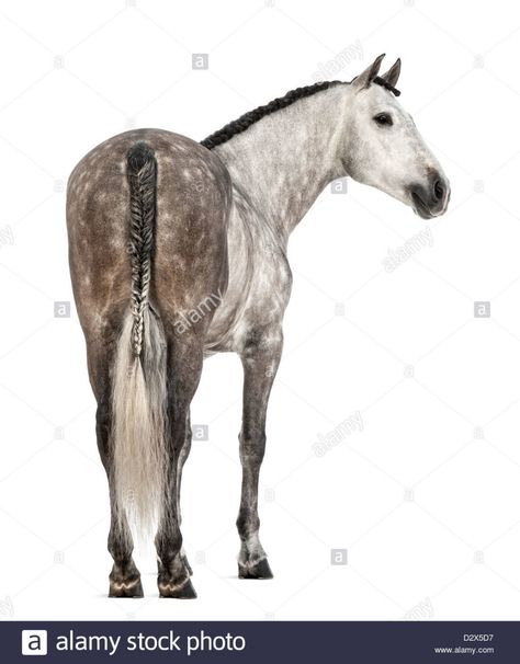 Horse Looking Back, Horse From Behind, Horse Conformation, Spanish Horse, Horse Rearing, Horse Reference, Horse Ideas, Horseshoe Crafts, Andalusian Horse