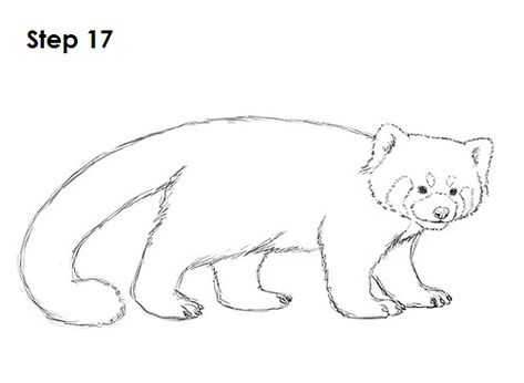 Wolverine Animal Drawing, Panda Drawing Easy, Red Panda Drawing, Panda Sketch, Wolverine Animal, Beaver Animal, Cute Panda Drawing, Red Panda Cute, Animal Tutorial