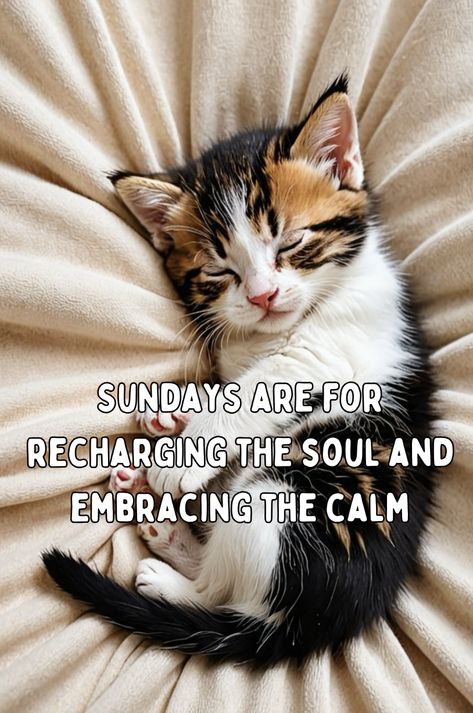 Good morning Sunday wish Easy Like Sunday Morning Quotes Image, Relaxing Sunday Quotes, Sunday Morning Wishes, Weekend Wishes, Good Morning Sunday, Shabbat Shalom Images, Sunday Morning Quotes, Sunday Quotes Funny, Sunday Wishes