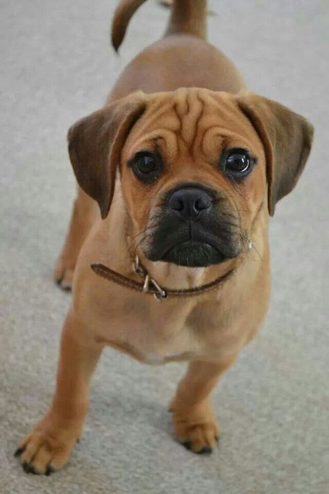 What a sweet puggle face Puggle Puppies, Puggle Dogs, Red Dogs, Dog Breeds Pictures, Pug Mix, Dogs Images, Cute Dogs Images, Very Cute Dogs, All About Dogs