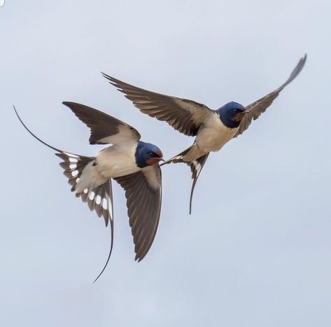 Barn Swallow, Creative Wall Art, Two Birds, I Am So Happy, Swallows, Bird Pictures, Creative Wall, Birds Tattoo, Pretty Birds