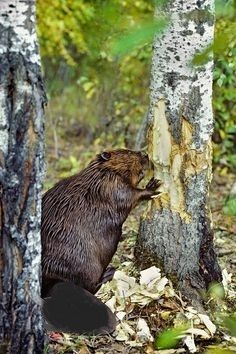 North American beaver gnawing on an aspen North American Beaver, Mountain Lions, Busy Beaver, Aspen Tree, Black Bears, National Animal, Prairie Dog, Moving Water, Food Source