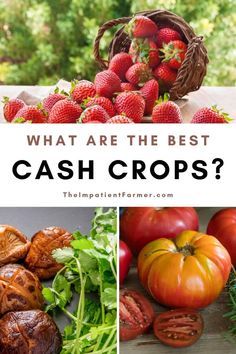 Farm Backyard, Homesteading Diy Projects, Cash Crops, Crop Farming, Small Farms, Homesteading Diy, Cash Crop, Farm Plans, Homesteading Ideas