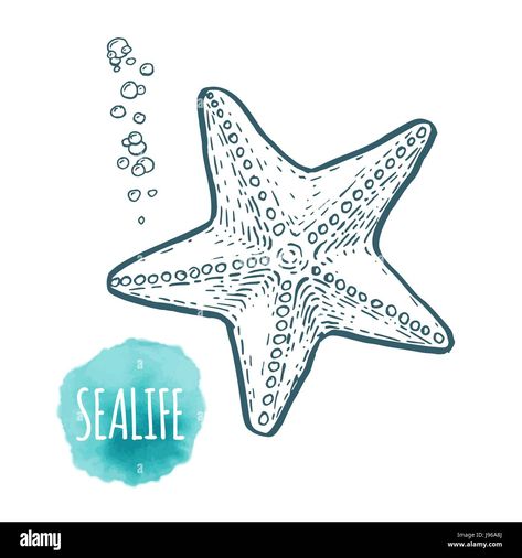 Seastar Drawing, Summer Drawing Ideas, Seafood Illustration, Starfish Illustration, Starfish Drawing, Summer Drawings, Hand Drawn Vector, Drawing Videos, Starfish