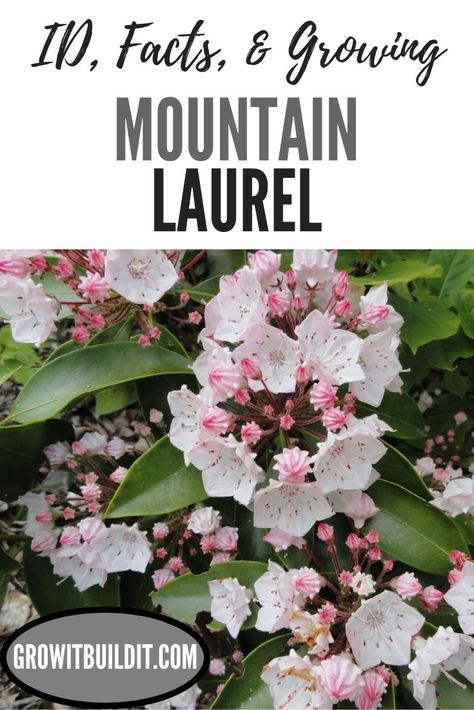 Laurel Shrub, Laurel Plant, Kalmia Latifolia, Eco Garden, Native Plant Gardening, Farm Lifestyle, Mountain Laurel, Pollinator Garden, Appalachian Mountains